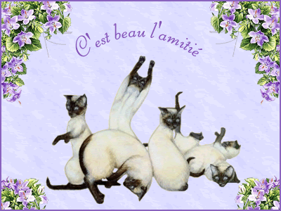 Amitié chats siamois