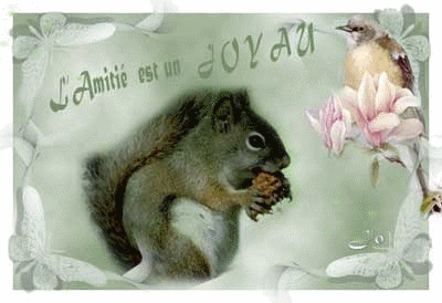 Amitié joyau écureuil