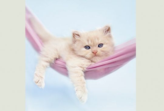 chat farniente hamac