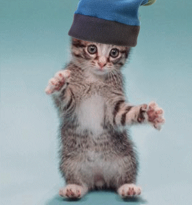 Chat qui danse avec bonnet